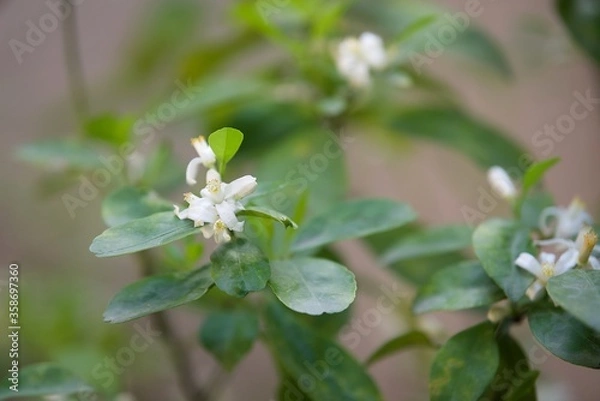 Obraz calamansi tree blossom
