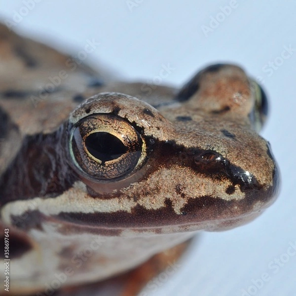 Obraz portrait of brown frog