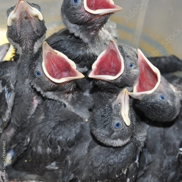 Fototapeta hungry little jackdaws screaming with hunger