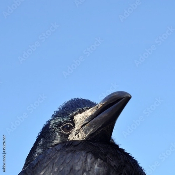 Obraz portrait of the rook