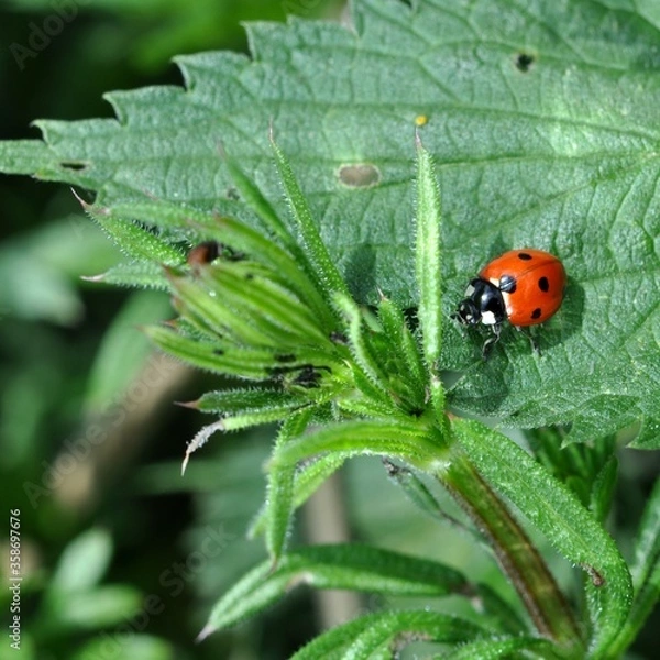 Obraz ladybird on the nettle plant