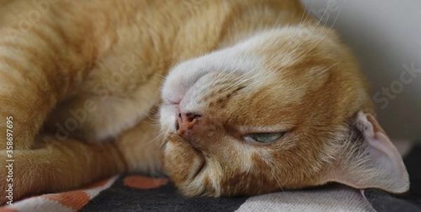 Obraz old orange cat sleeps