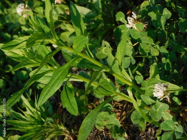 Fototapeta 雑草に着目しました
