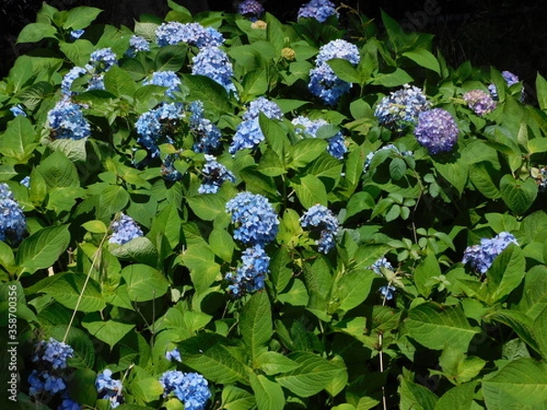 Obraz あじさい　その②