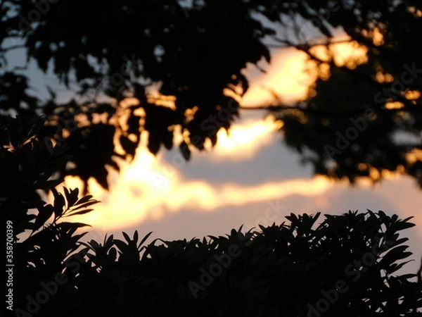 Obraz 木陰から見た夕日　その①