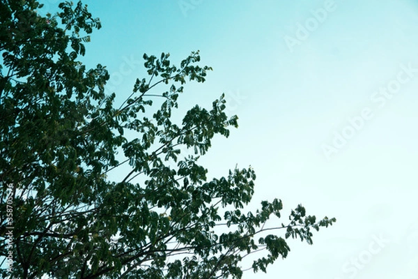 Obraz The tree and the sky
