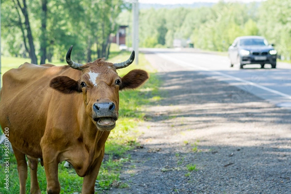 Fototapeta A cow lows on the side of the road.