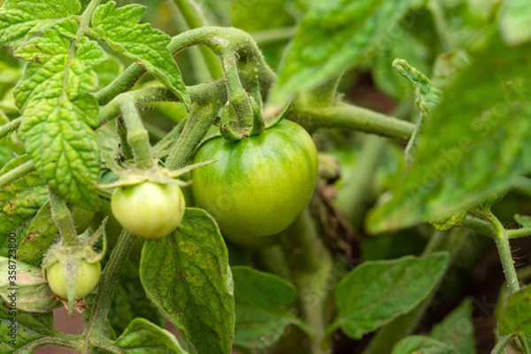 Fototapeta Green tomatoes in the garden. Growing tomatoes in the open ground. Fruit tomato on a branch close-up. Diseases and pests of tomato. Maturation of tomatoes in the garden.
