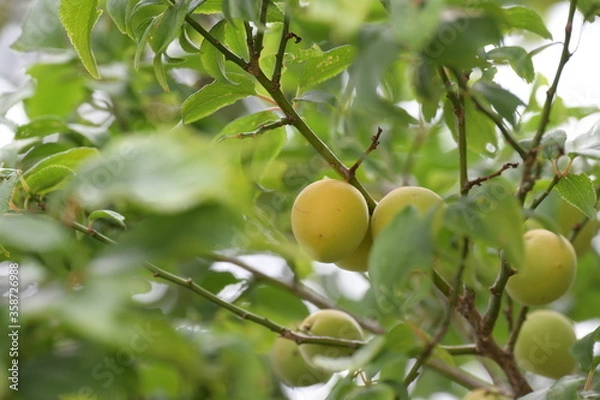 Fototapeta 梅の実