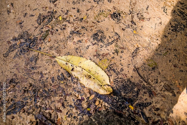 Obraz A yellow leaf on the sand.