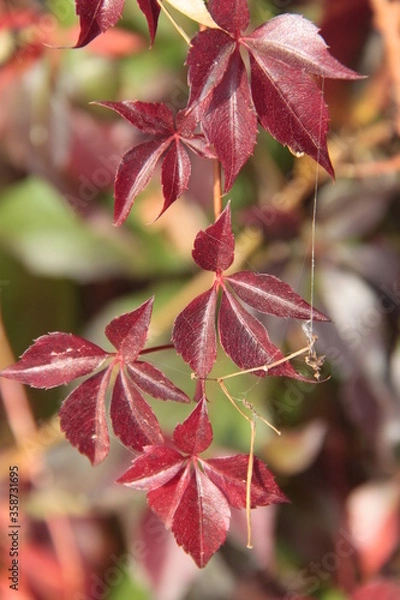 Fototapeta Herbstlicher Farbenrausch