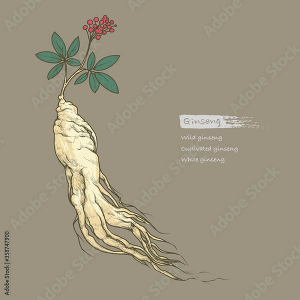 Obraz Hand-drawn outline color illustration of ginseng by retro and vintage style, drawing by engraved dot and line. include ginseng root, leaves and berries isolated on a dark background.