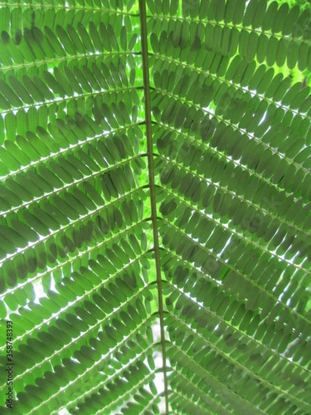 Fototapeta Beautiful scenic view of green leaves pattern 