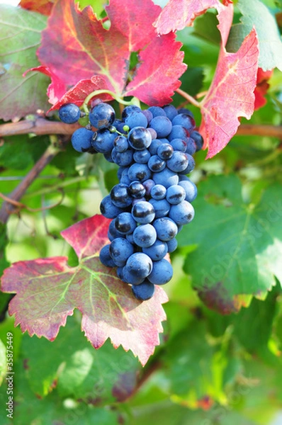 Obraz Grappe de raisin