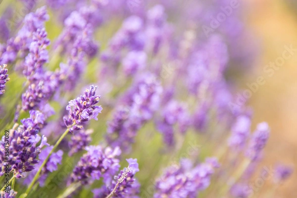 Fototapeta Lavender bushes closeup on sunset.. Field of Lavender, Lavender officinalis. flower field, image for natural background.Very nice view of the lavender fields.