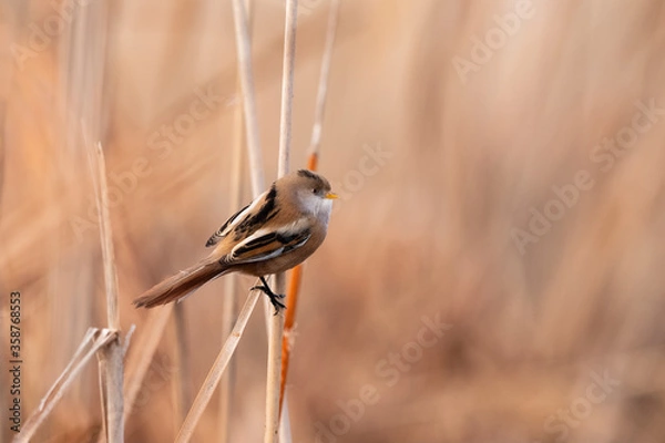 Obraz bigotudo (Panurus biarmicus)