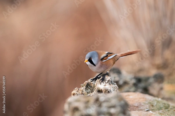 Obraz bigotudo (Panurus biarmicus)