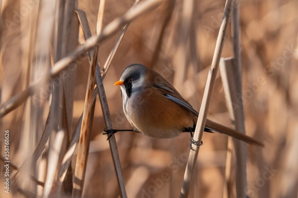 Obraz bigotudo (Panurus biarmicus)