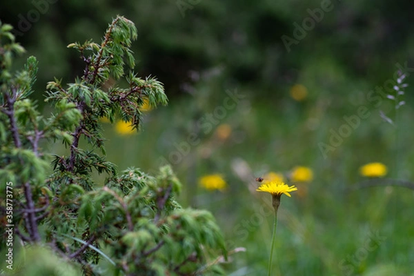 Obraz Conifer, flower, insect