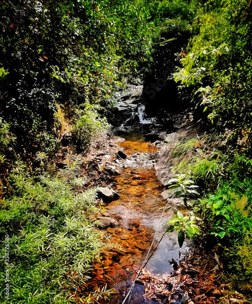 Obraz stream in the forest
