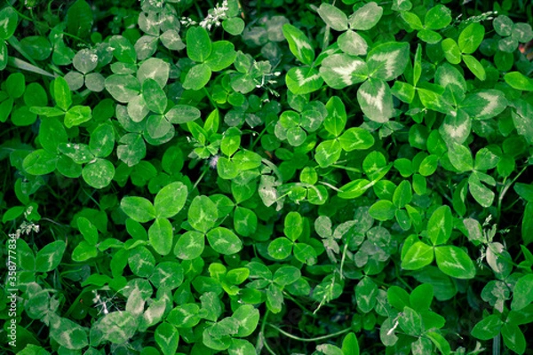 Obraz A clearing of three-leaf saturated green clover bringing good luck with other types of grass and transitions of light and shadow.