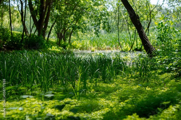 Obraz Forest landscape with reeds and trees around the lake.