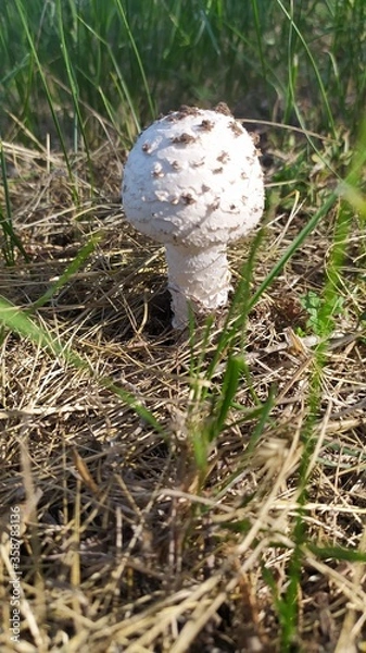 Obraz mushroom in the grass