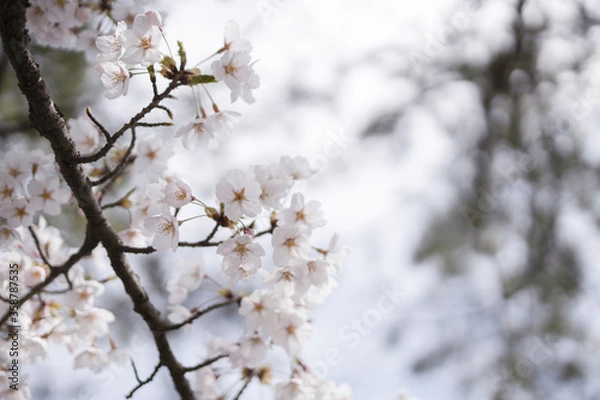 Fototapeta 桜