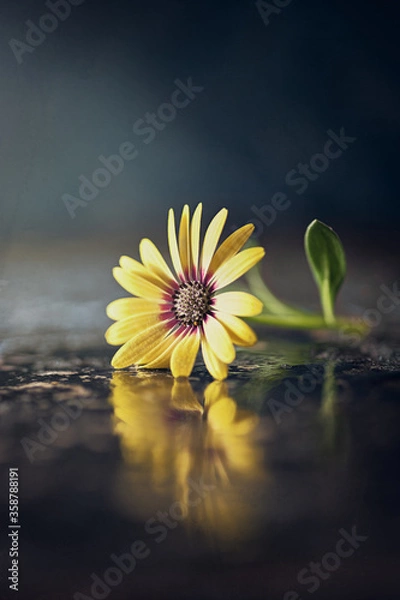 Fototapeta Towards the light