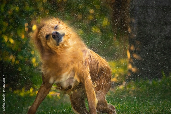Fototapeta Dog drying up after a bath