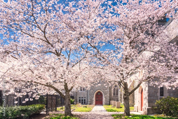 Obraz blooming cherry trees in New Haven