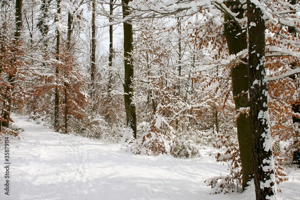 Obraz Schneelandschaft am Bach
