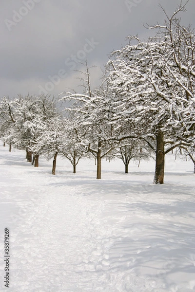 Obraz Bäume im Schnee