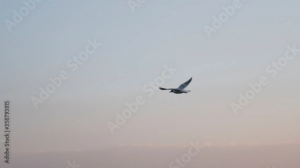 Obraz Alone gull flying in the sky