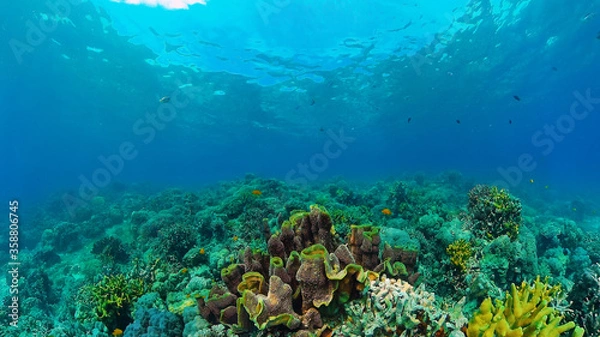Obraz Tropical coral reef and fishes underwater. Hard and soft corals. Underwater video. Panglao, Bohol, Philippines.