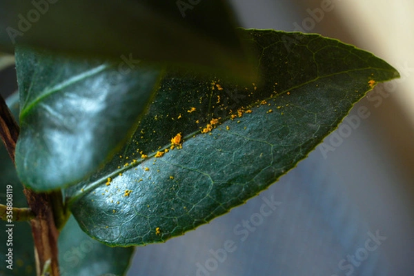 Obraz Leaves leaf texture green organic background macro layout close