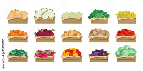 Fototapeta Set of vector illustrations. Wooden box with vegetables.Turnip, cauliflower, zucchini, broccoli, corn, carrots, beets, onions, potatoes, tomatoes, cucumbers, radishes, bell peppers, eggplant, cabbage.