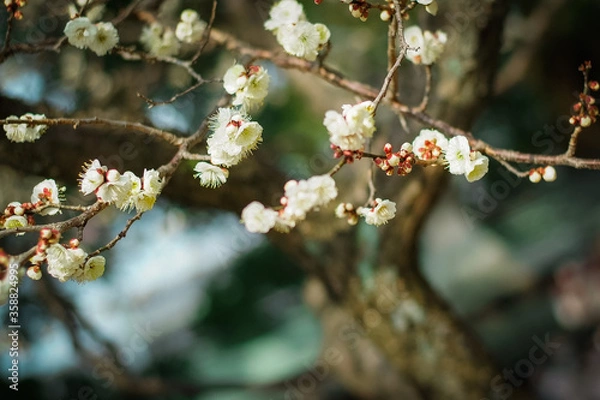 Fototapeta 梅の花　九州　太宰府天満宮
