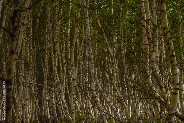 Fototapeta tree bark texture