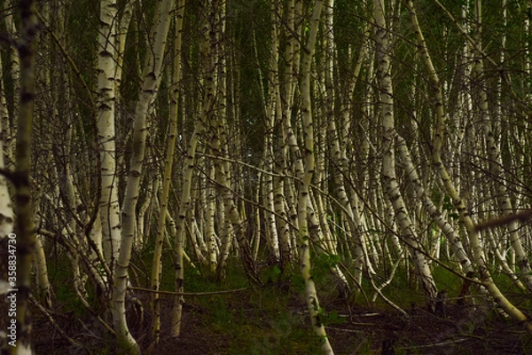 Fototapeta tree in the forest