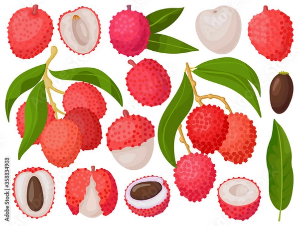 Fototapeta Lychee vector cartoon set icon. Vector illustration litchi on white background. Isolated cartoon set icon lychee.