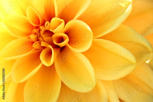 Obraz Dahlie żółty