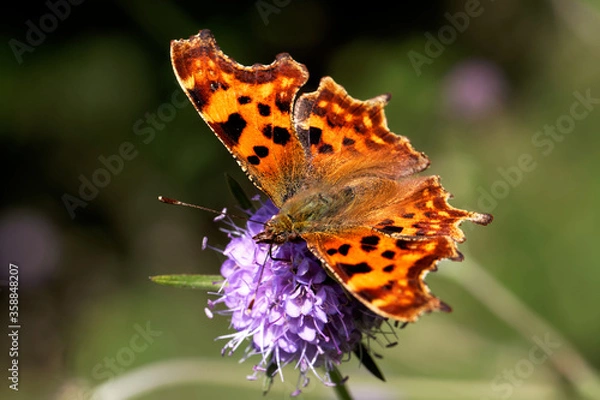 Fototapeta A Comma Butterfly nectaring on Devil's bit Scabious.
