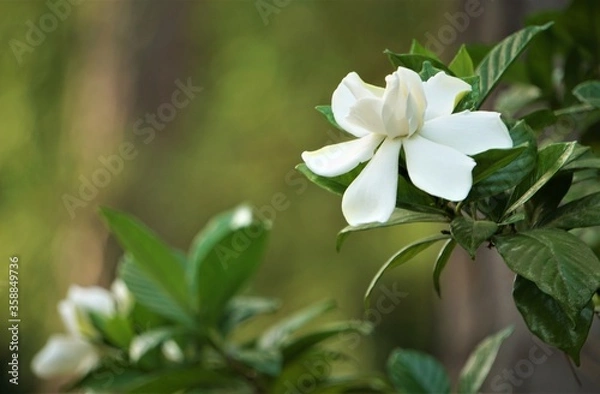 Obraz Beautiful and fragrant gardenia flower (Gardenia jasminoides) blooming in the green leaf background , Spring in Georgia USA.
