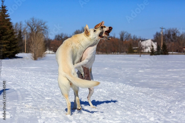 Obraz Two white dogs playing in the snow.