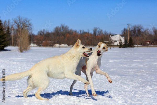 Obraz Two white dogs playing in the snow.