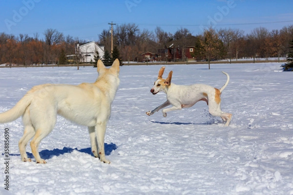 Obraz Two white dogs playing in the snow.
