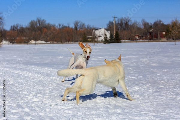 Obraz Two white dogs playing in the snow.