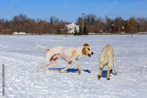 Obraz Two white dogs playing in the snow.