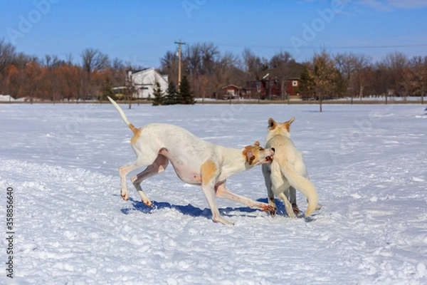 Obraz Two white dogs playing in the snow.